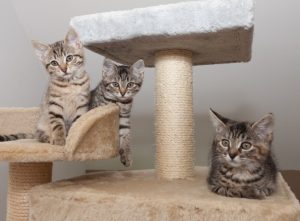 habituer un chat à utiliser son arbre à chat