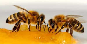 nourrir les anourrir les abeilles en hiverbeilles en hiver