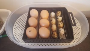 oeuf dans une couveuse