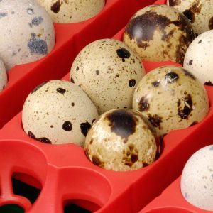 retournement oeuf couveuse